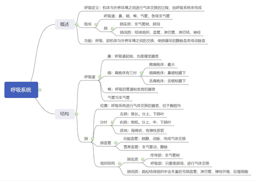 呼吸系统思维导图